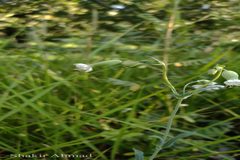 Silene vulgaris